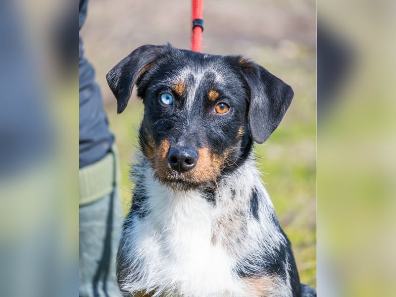 Jakob SI - verträglich, lieb