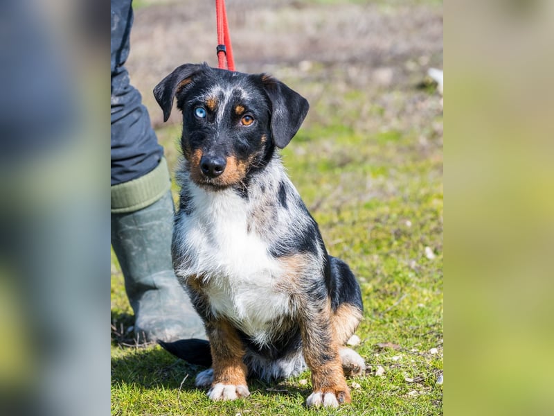 Jakob SI - verträglich, lieb