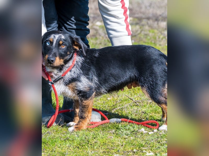 Jakob SI - verträglich, lieb