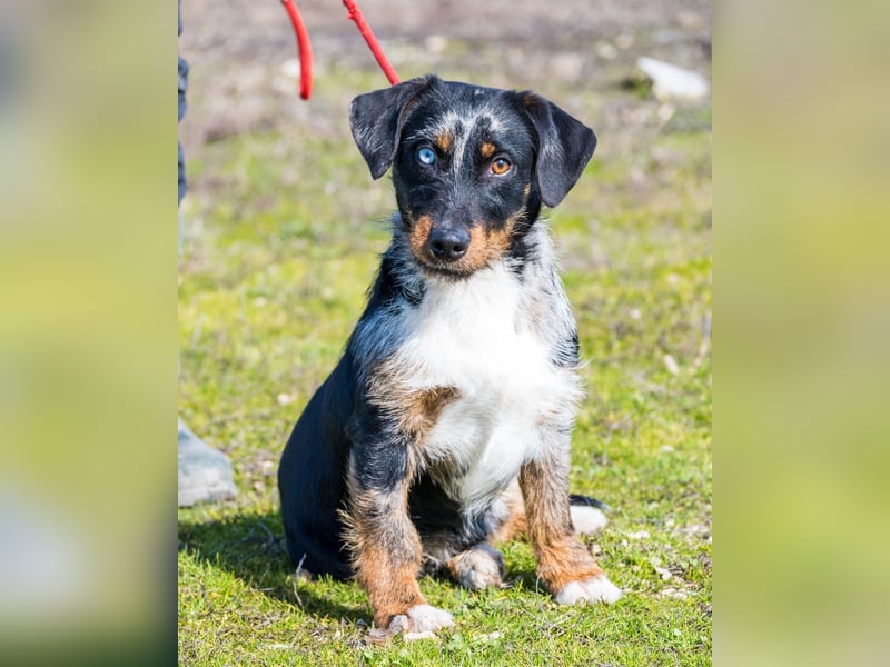 Jakob SI - verträglich, lieb