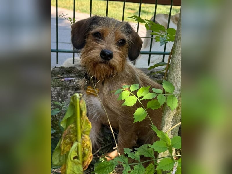 ♥ANTONELLA♥ auf Pflegestelle in Köln - zuckersüße, etwas zurückhaltende Juniorin 29cm (wachsend)