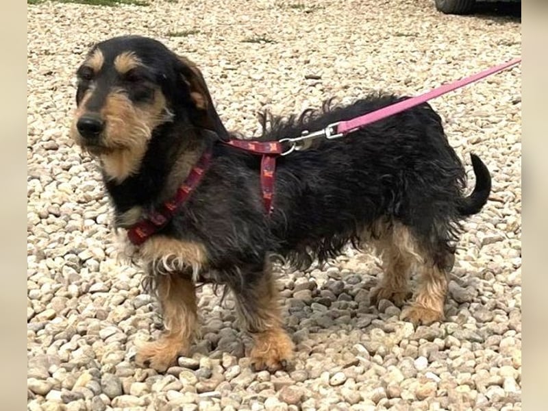 Rauhaardackel Mischa 29 cm geb. 02/2025 kommt am 9.5. nach 31303 Burgdorf