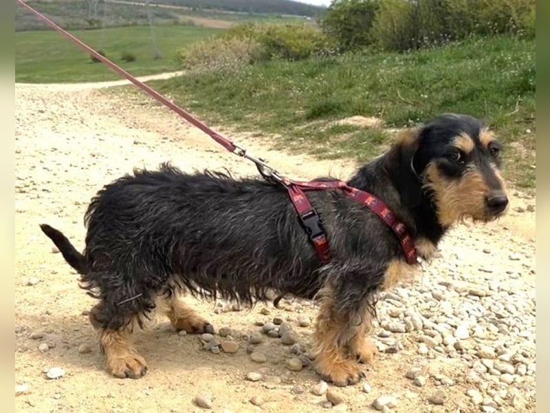 Rauhaardackel Mischa 29 cm geb. 02/2025 kommt am 9.5. nach 31303 Burgdorf