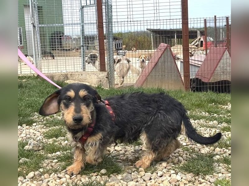 Rauhaardackel Mischa 29 cm geb. 02/2025 kommt am 9.5. nach 31303 Burgdorf