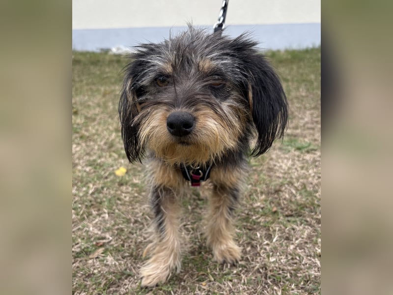 Zoe - verschmust und neugierig - BEREITS IN DEUTSCHLAND