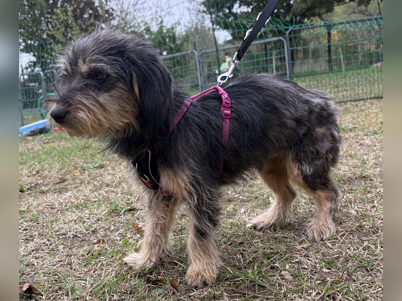 Zoe - verschmust und neugierig - BEREITS IN DEUTSCHLAND