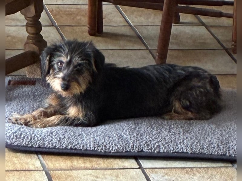 Zoe - verschmust und neugierig - BEREITS IN DEUTSCHLAND