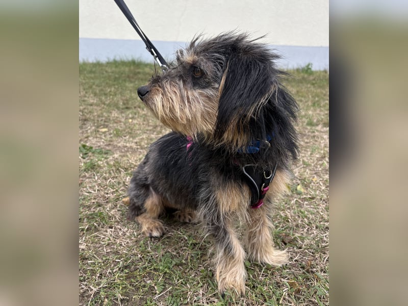 Zoe - verschmust und neugierig - BEREITS IN DEUTSCHLAND