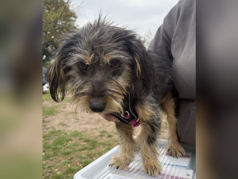 Zoe - verschmust und neugierig - BEREITS IN DEUTSCHLAND