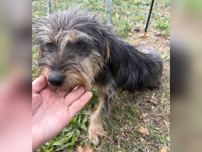 Zoe - verschmust und neugierig - BEREITS IN DEUTSCHLAND