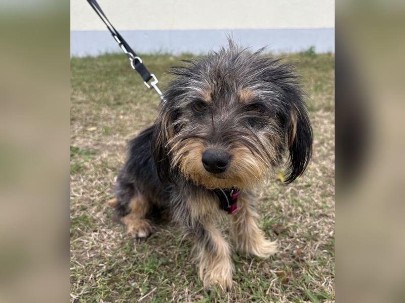 Zoe - verschmust und neugierig - BEREITS IN DEUTSCHLAND