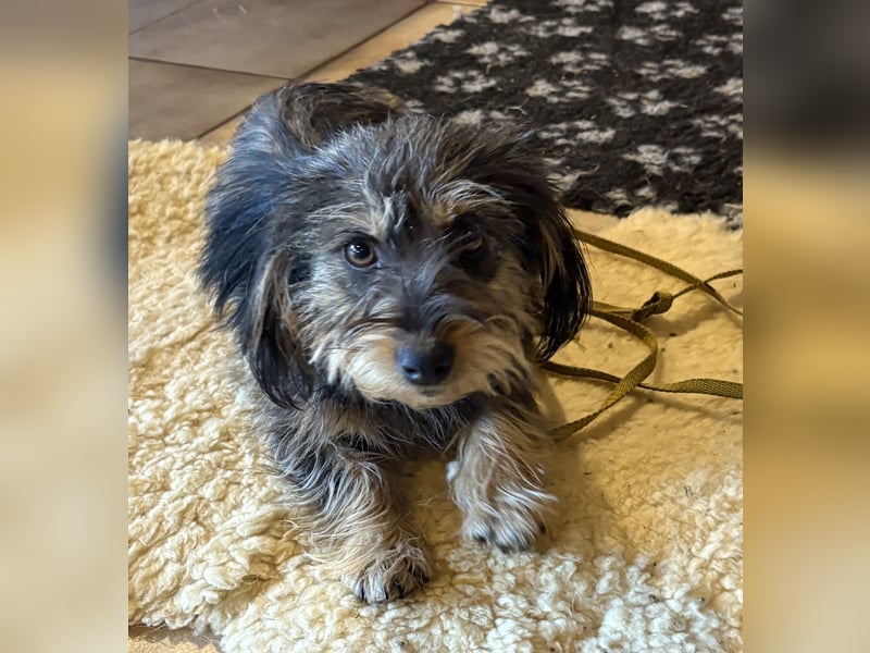 Zoe - verschmust und neugierig - BEREITS IN DEUTSCHLAND