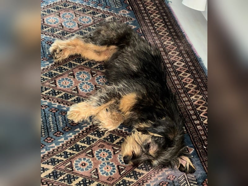 Zoe - verschmust und neugierig - BEREITS IN DEUTSCHLAND