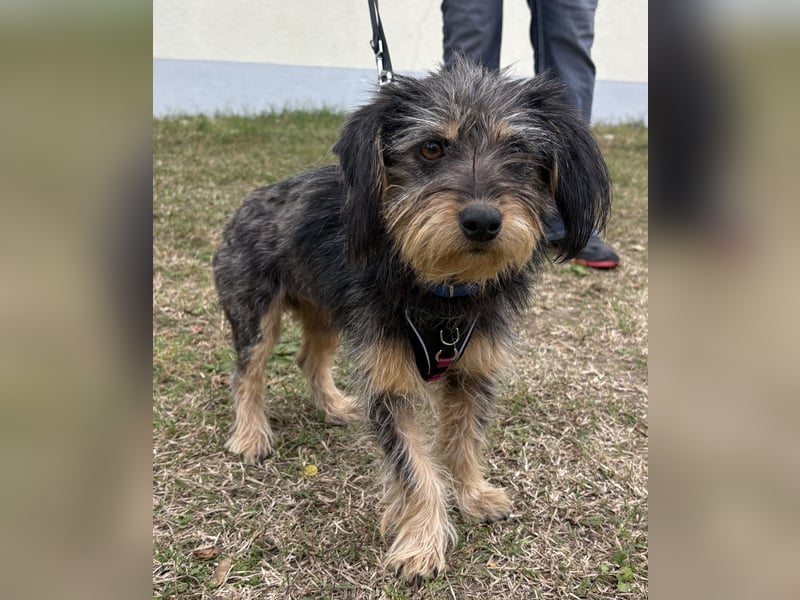 Zoe - verschmust und neugierig - BEREITS IN DEUTSCHLAND