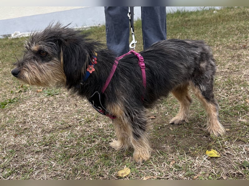 Zoe - verschmust und neugierig - BEREITS IN DEUTSCHLAND