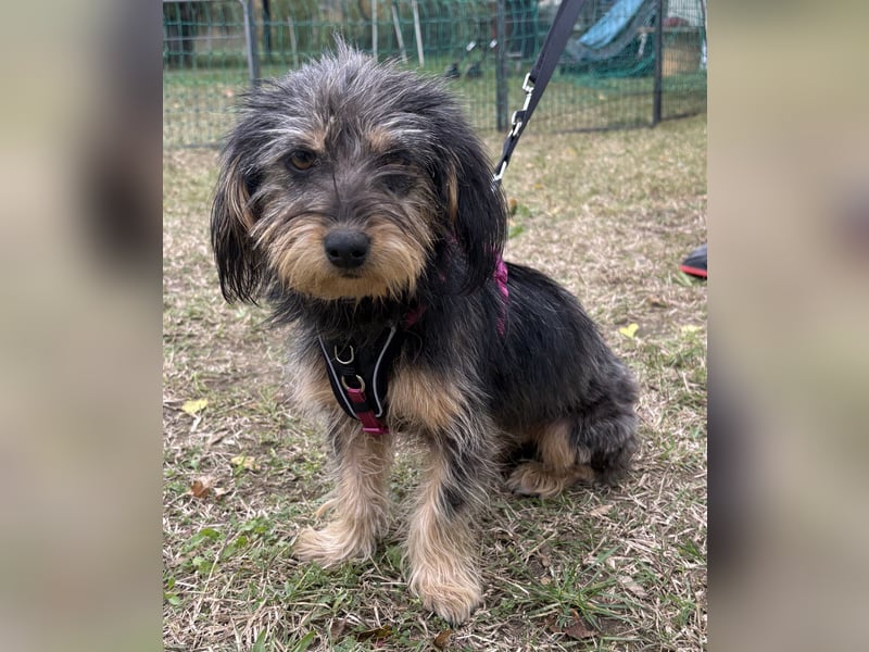 Zoe - verschmust und neugierig - BEREITS IN DEUTSCHLAND