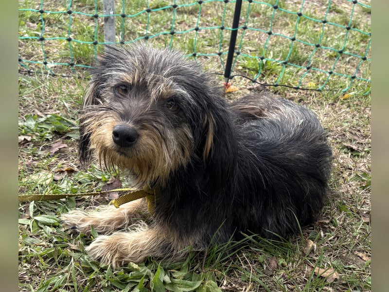 Zoe - verschmust und neugierig - BEREITS IN DEUTSCHLAND