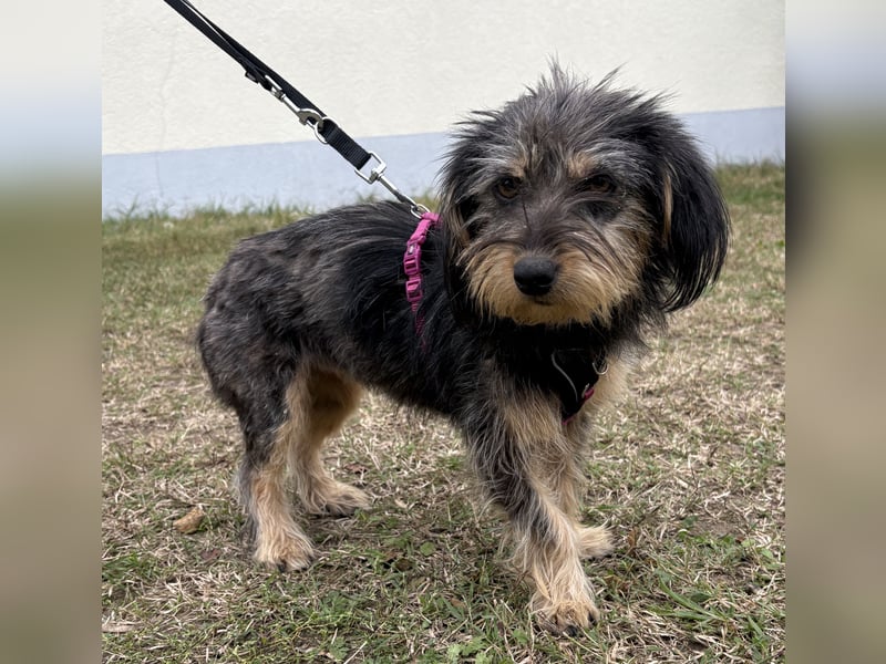 Zoe - verschmust und neugierig - BEREITS IN DEUTSCHLAND