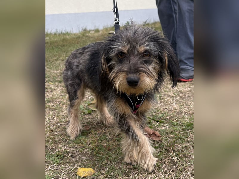 Zoe - verschmust und neugierig - BEREITS IN DEUTSCHLAND