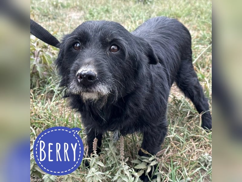 Berry ein trauriger Engel