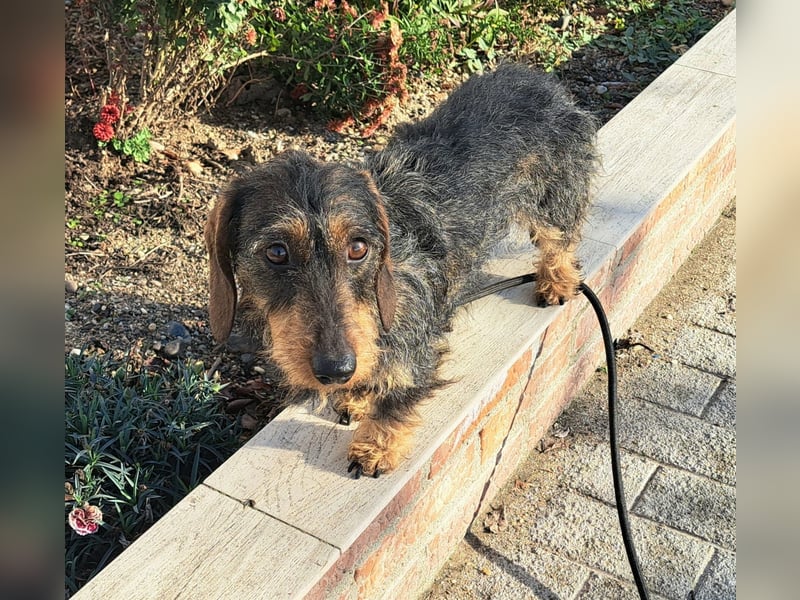 Ganze 25cm suchen ein neues Zuhause, schnell bevor der harte Winter in Rumänien beginnt 350,00 € Pre