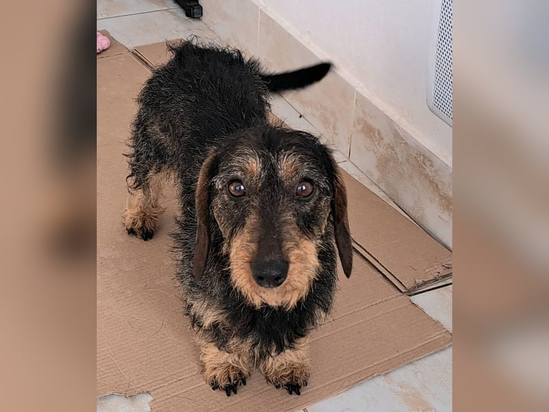 Ganze 25cm suchen ein neues Zuhause, schnell bevor der harte Winter in Rumänien beginnt 350,00 € Pre