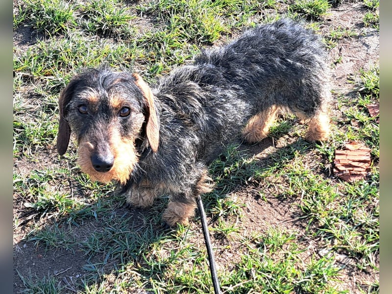 Ganze 25cm suchen ein neues Zuhause, schnell bevor der harte Winter in Rumänien beginnt 350,00 € Pre