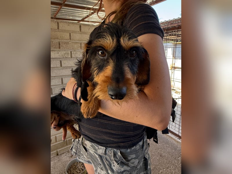 Murphy sucht sein Für-immer-Zuhause