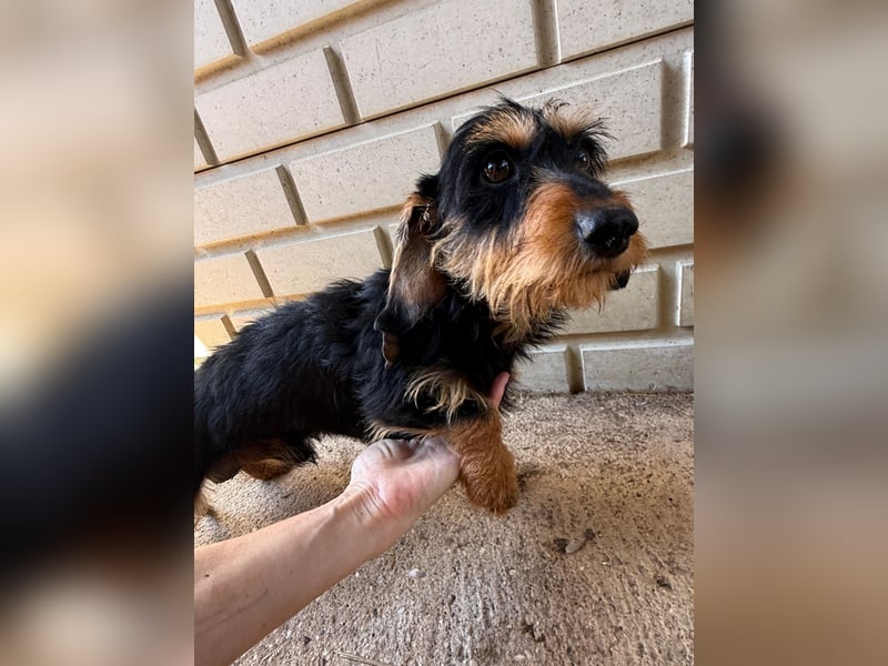 Murphy sucht sein Für-immer-Zuhause