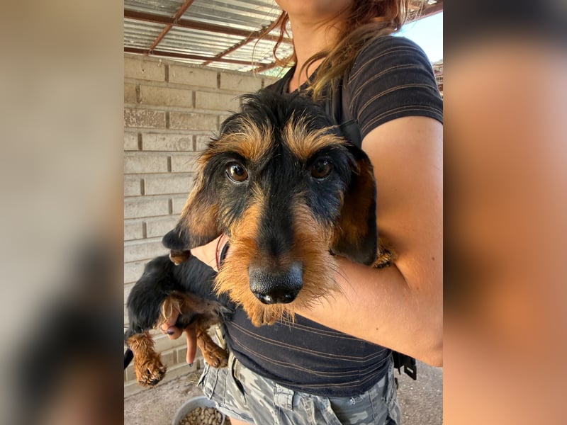 Murphy sucht sein Für-immer-Zuhause