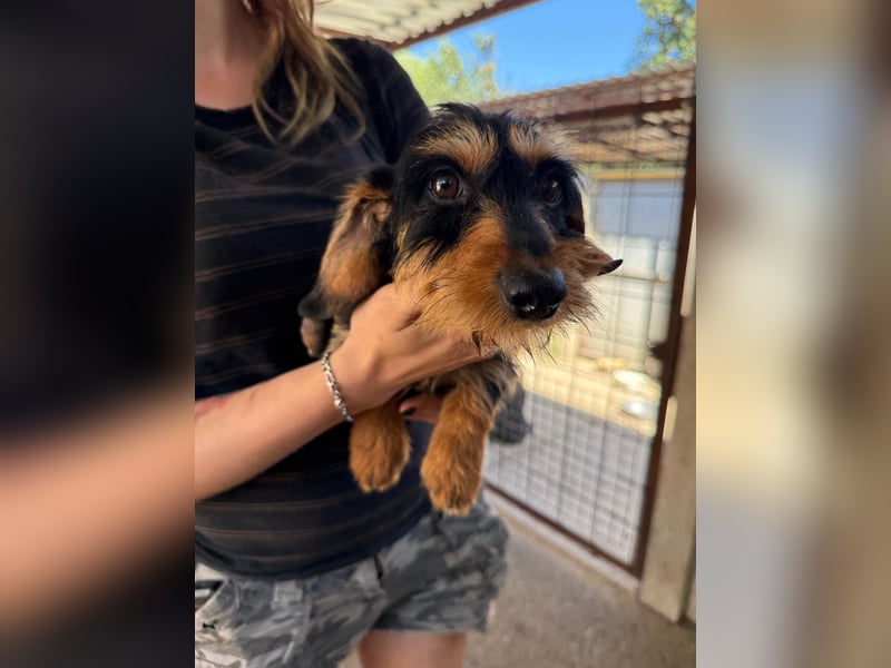 Murphy sucht sein Für-immer-Zuhause