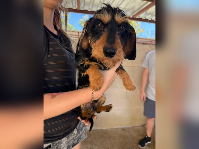 Murphy sucht sein Für-immer-Zuhause