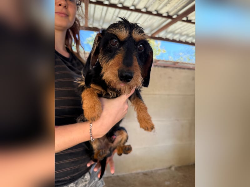 Murphy sucht sein Für-immer-Zuhause