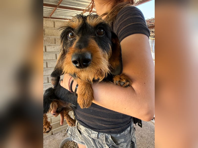 Murphy sucht sein Für-immer-Zuhause
