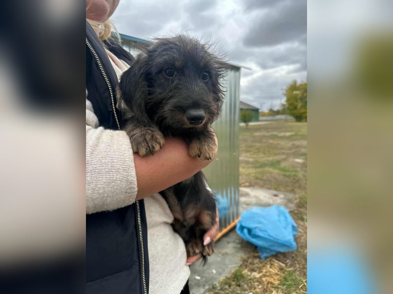 Smockie, geboren 02.07.2025, 24cm sucht sein Körbchen