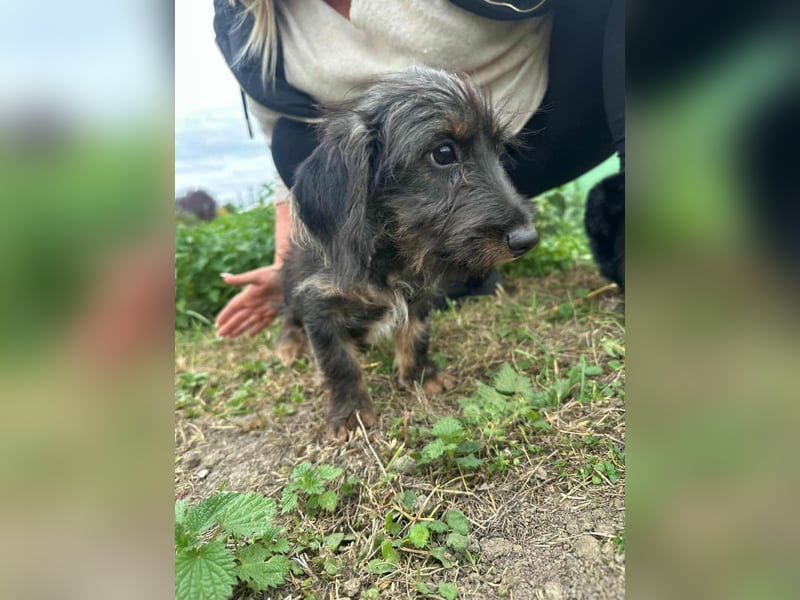 Smockie, geboren 02.07.2025, 24cm sucht sein Körbchen