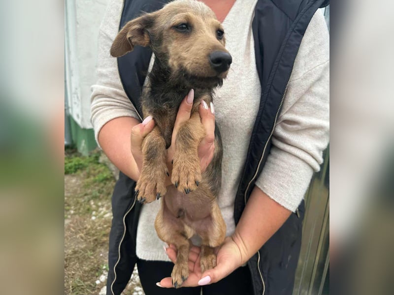 Soma, geboren 02.07.2025, 24cm sucht sein Zuhause