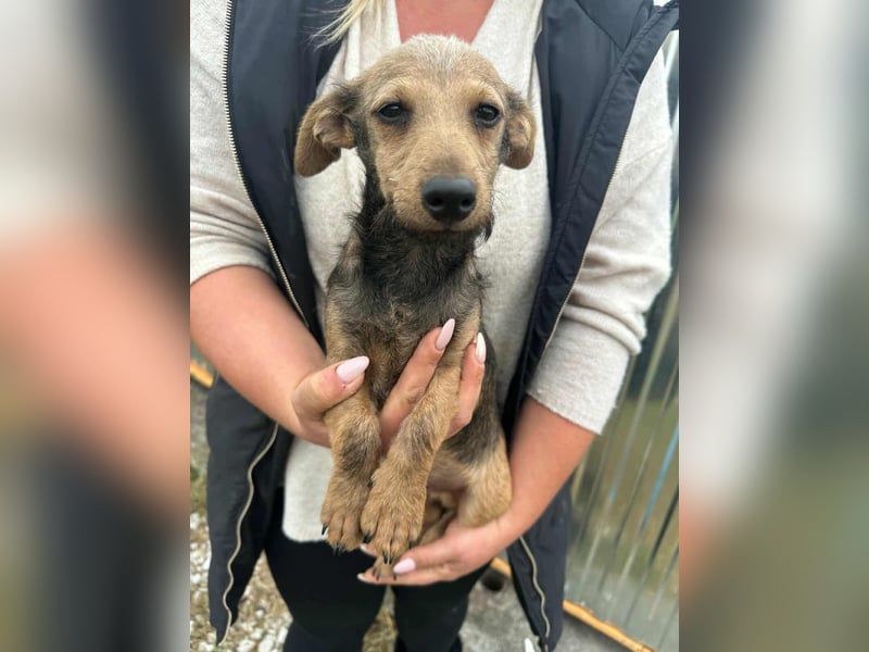 Soma, geboren 02.07.2025, 24cm sucht sein Zuhause