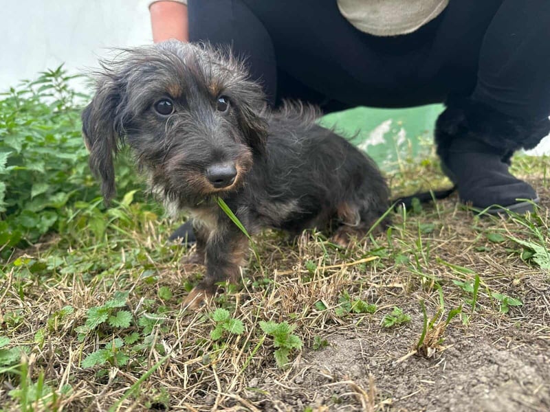 Smockie, geboren 02.07.2025, 24cm sucht sein Körbchen