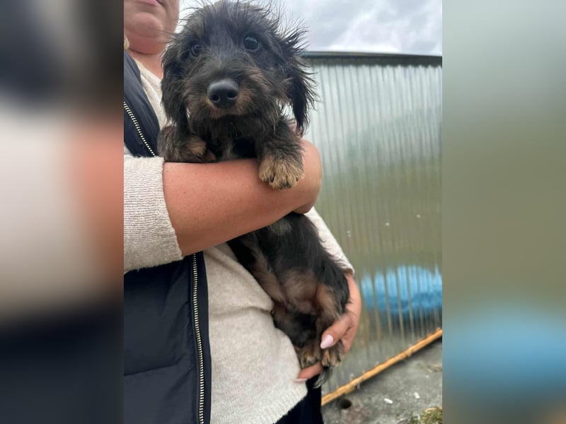 Smockie, geboren 02.07.2025, 24cm sucht sein Körbchen