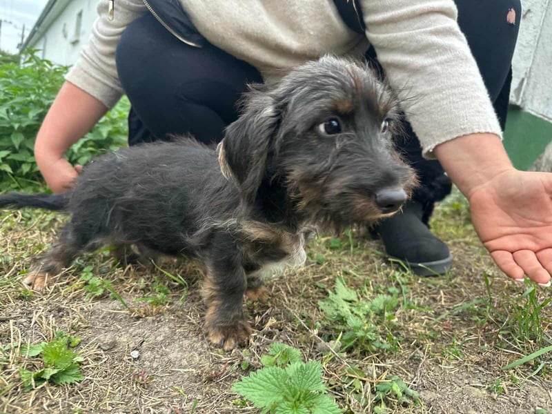 Smockie, geboren 02.07.2025, 24cm sucht sein Körbchen