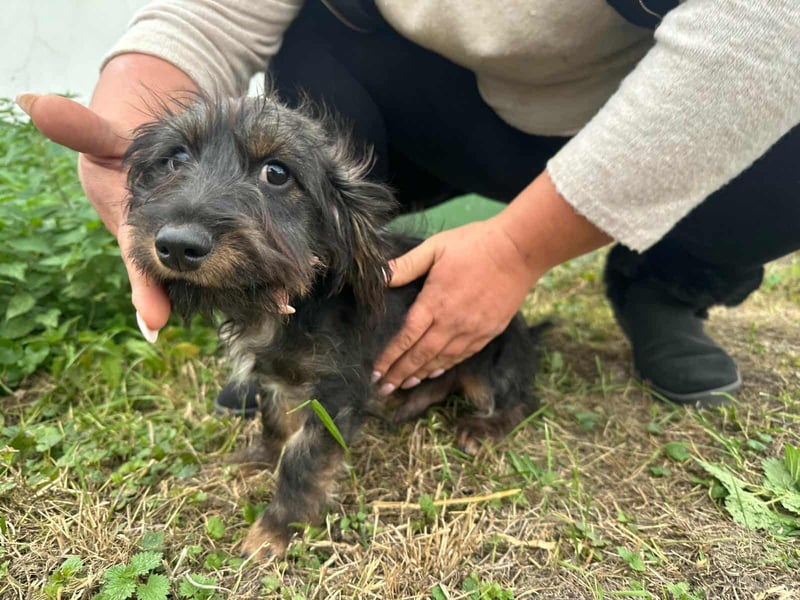 Smockie, geboren 02.07.2025, 24cm sucht sein Körbchen