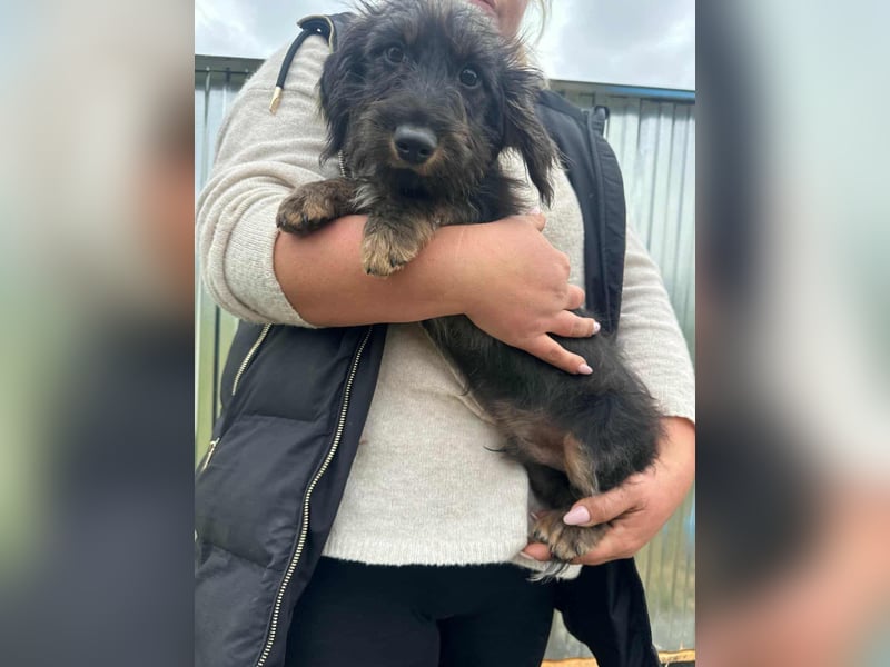 Smockie, geboren 02.07.2025, 24cm sucht sein Körbchen