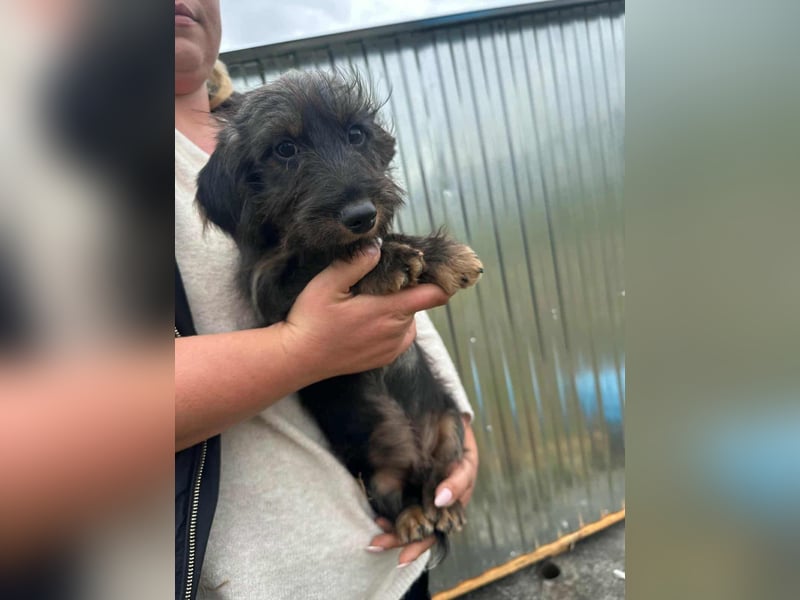 Smockie, geboren 02.07.2025, 24cm sucht sein Körbchen