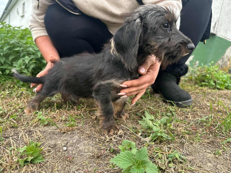 Smockie, geboren 02.07.2025, 24cm sucht sein Körbchen