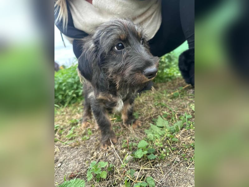 Smockie, geboren 02.07.2025, 24cm sucht sein Körbchen