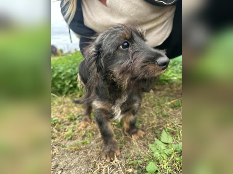 Smockie, geboren 02.07.2025, 24cm sucht sein Körbchen