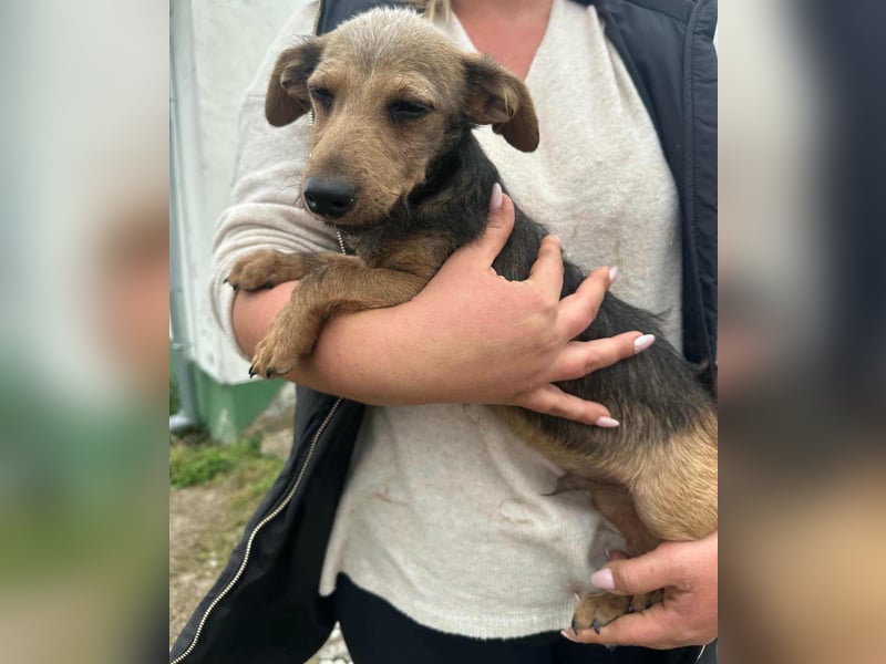 Soma, geboren 02.07.2025, 24cm sucht sein Zuhause