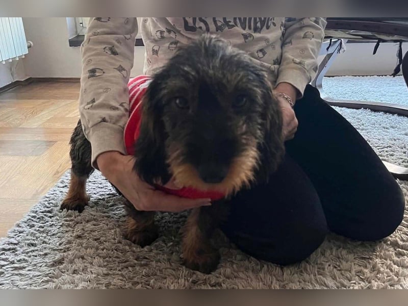 Dackeljunge OTTO❤️kleiner charmanter, mutiger Entdecker