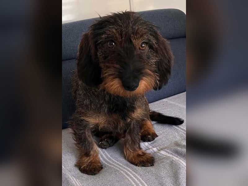 Dackeljunge OTTO❤️kleiner charmanter, mutiger Entdecker
